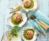 Gebratene Jakobsmuscheln mit scharfem Pesto