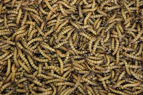 Insekten essen