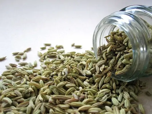 4 Gründe: Darum ist Fencheltee gesund 