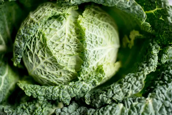 5 Gründe: Darum ist Wirsing gesund 