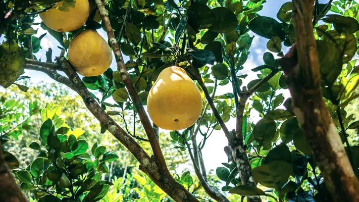 5 Gründe: Darum ist Pomelo gesund