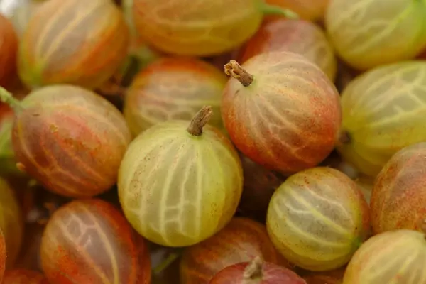 5 Gründe: Darum sind Stachelbeeren gesund