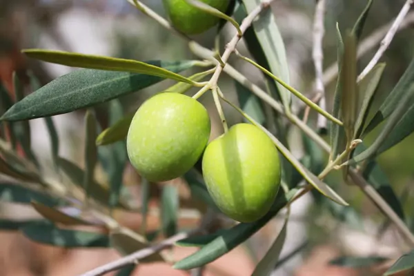 Oliven gesund
