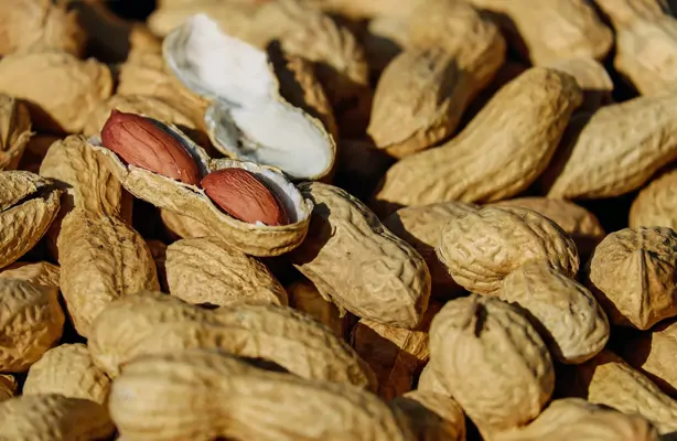 Erdnüsse gesund