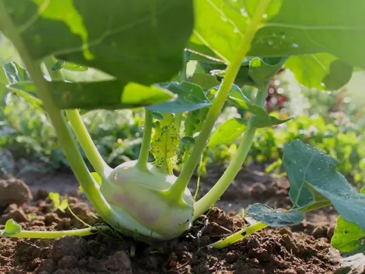 Kohlrabi gesund