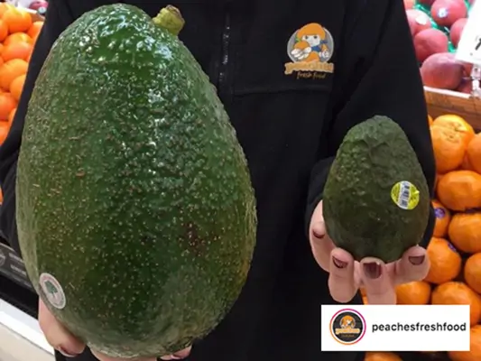 Avozilla