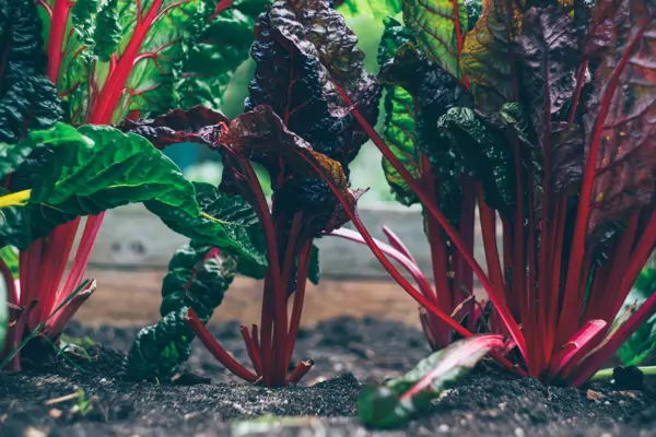 6 Gründe: Darum ist Mangold gesund