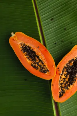 Papaya gesund