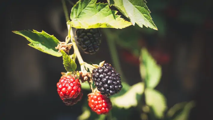 Brombeeren gesund