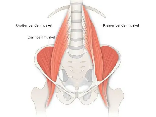 Psoas-Muskel