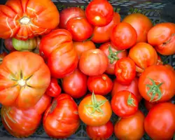 Tomaten Poletto