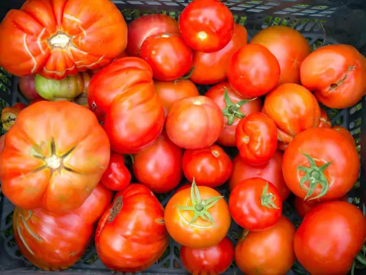Tomaten Poletto