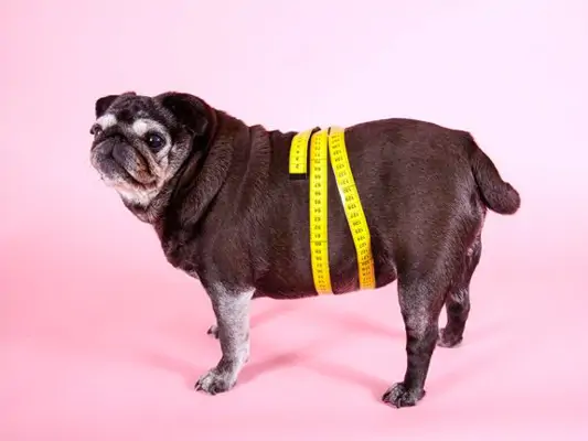 Dicker Mops mit Maßband um den Bauch