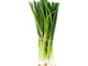 Frühlingszwiebel