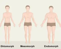 Grafik mit Körpertypen ektomorph, mesomorph, endomorph