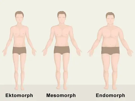 Grafik mit Körpertypen ektomorph, mesomorph, endomorph