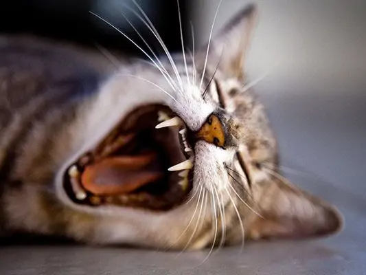 Tipps gegen Frühjahrsmüdigkeit: Katze gähnt