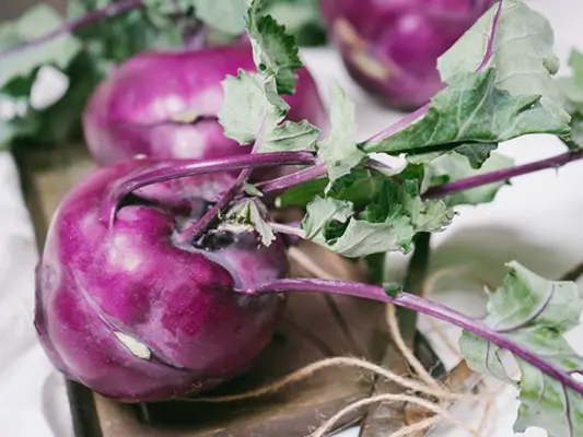 Violetter Kohlrabi