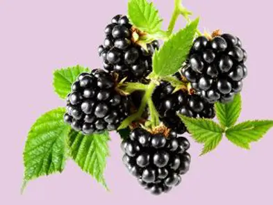 Brombeeren