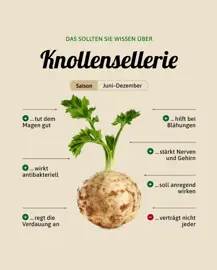 Knollensellerie
