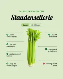 Staudensellerie