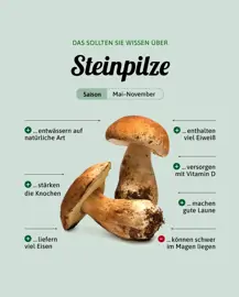 Steinpilze