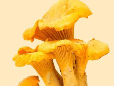 Pfifferlinge