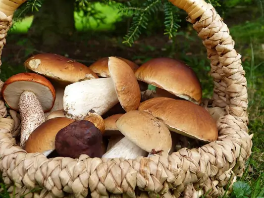 Steinpilze zubereiten Steinpilze putzen
