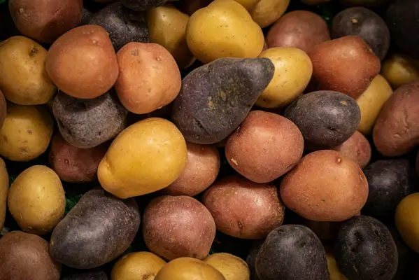 Kartoffelsorten