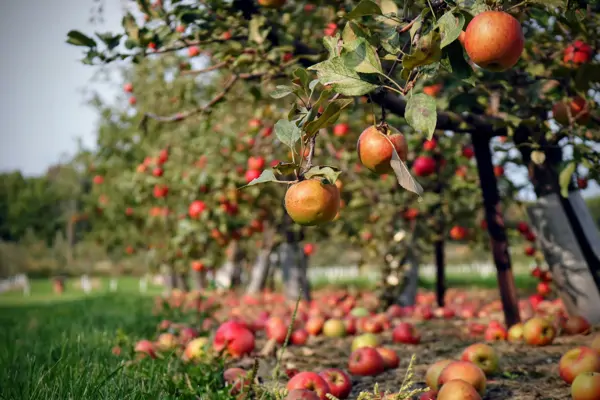 Die extremsten Ernährungsformen und ihre Anhänger