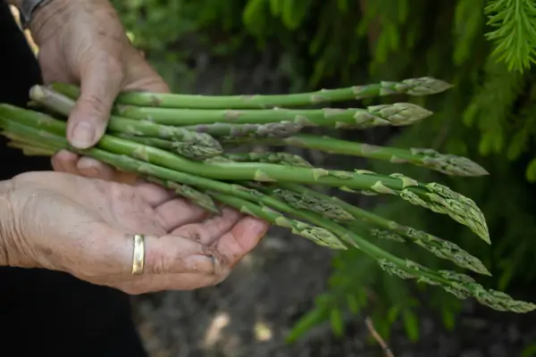 Warum muss Spargel frisch sein?
