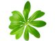 Feldsalat