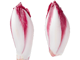 Chicoreespitze