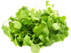 Endiviensalatblatt