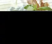Koteletts vom Lamm mit grünem Pesto und Rucola