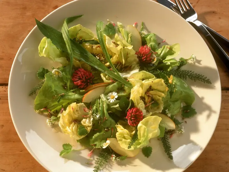 Sommersalat mit Spitzwegerich, Gänseblümchen und Kräutern