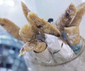 Mandelplätzchen mit Honig auf spanische Art