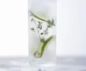 Thymian-Limonaden-Cocktail mit Wodka