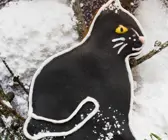 Katzen-Plätzchen