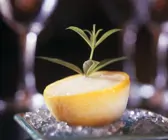 Zitronensorbet