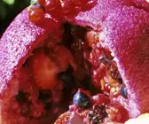 Summer Pudding