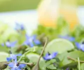 Rucolasalat mit Borretschblüten