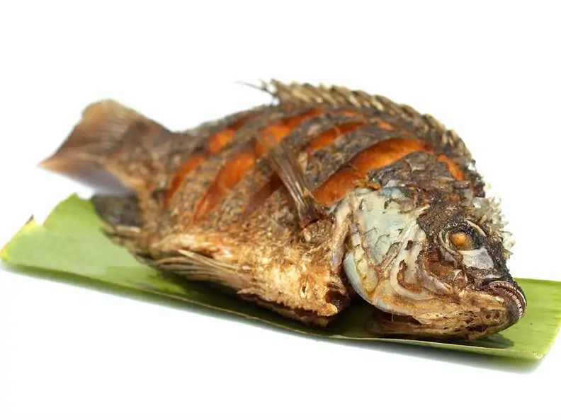 Fittierter Tilapia