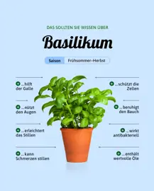 Basilikum