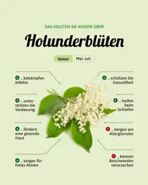 Holunderblüten