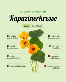Kapuzinerkresse