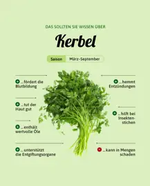 Kerbel