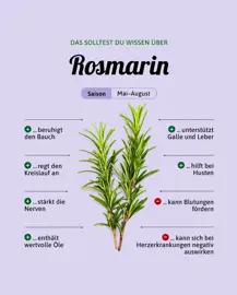 Rosmarin