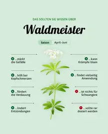 Waldmeister